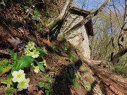 23 Primula vulgaris (Primula comune)